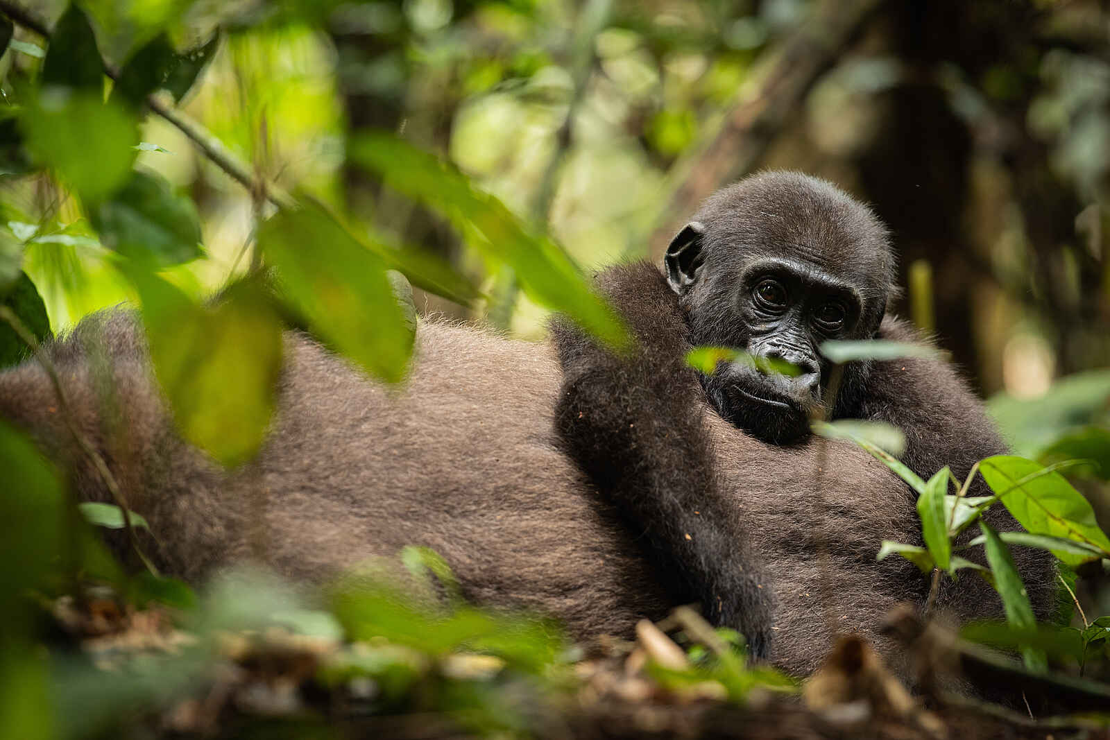 Sangha Lodge: Junger Flachlandgorilla Sangha Lodge: Junger Flachlandgorilla