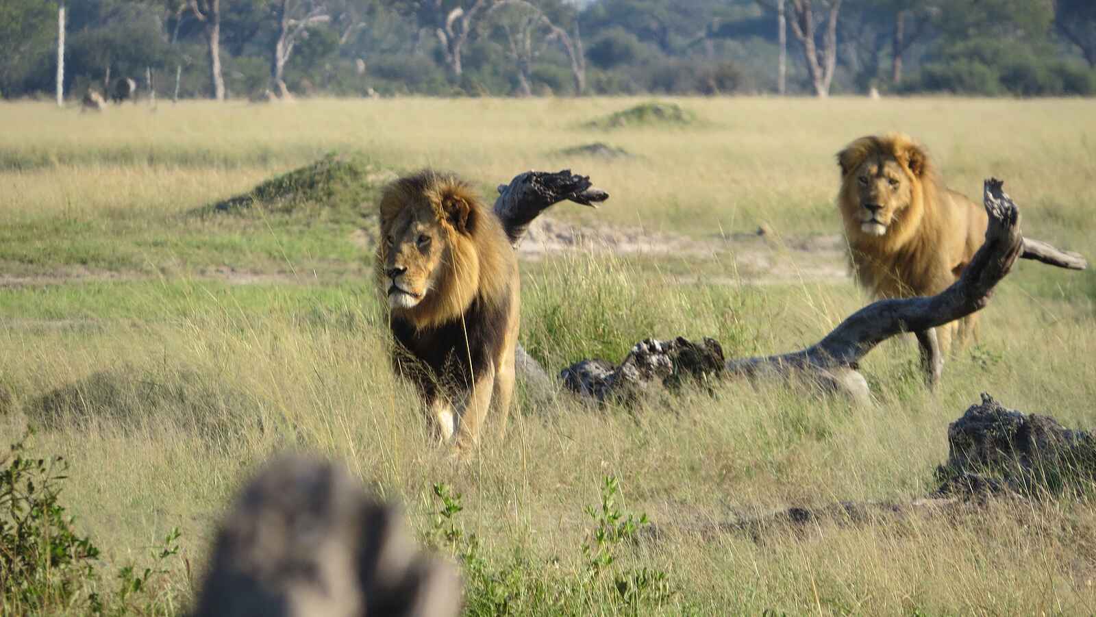 Somalisa Camp: Zwei Löwen Somalisa Camp: Zwei Löwen