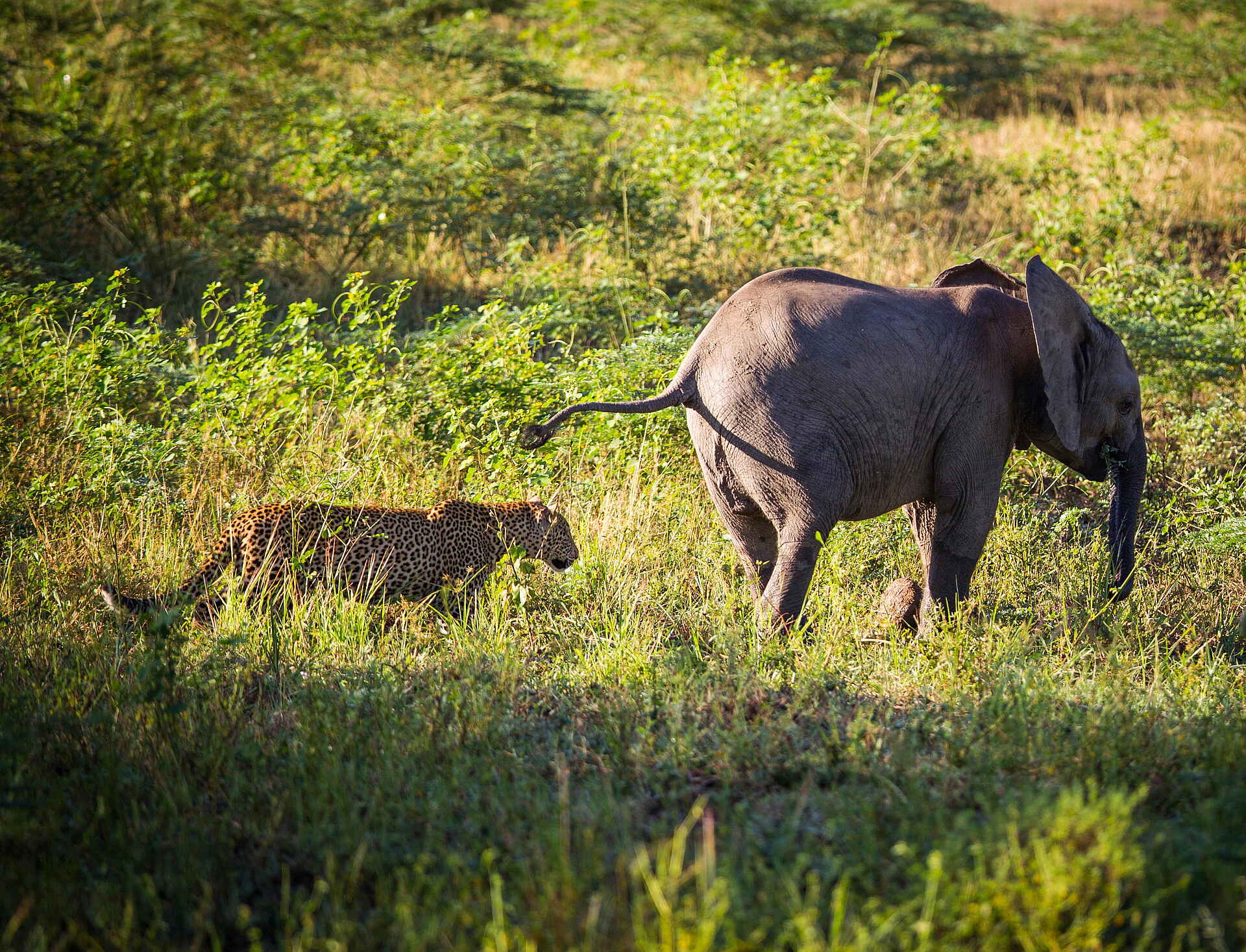 afrikarma, Buschlandschaft, Luangwa, Luwi, Luwi River, Nachhhaltigkeit, Natur, Ostsambia, Panorama, Safari, Sambia, South Luangwa National Park, Steppenlandschaft, Time + Tide, Time + Tide africa, Time + Tide Nsolo, Umwelt, Walking Safari, Wildnis, Wildtiere, Zambia, Afrikarma Safaris, Afrikarma Safaris. Wildnis. Hautnah., afrikarma.de, Aktivitäten, Wildlife, Tiere und Aktivitäten