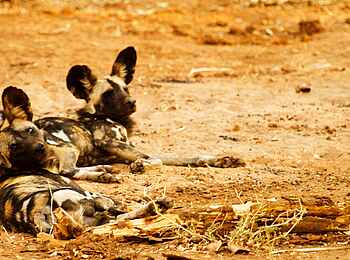 Tusk and Mane Safaris: Wildhunde Tusk and Mane Safaris: Wildhunde