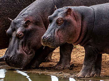 Campi ya Kanzi Lodge: Nilpferde Campi ya Kanzi Lodge: Nilpferde