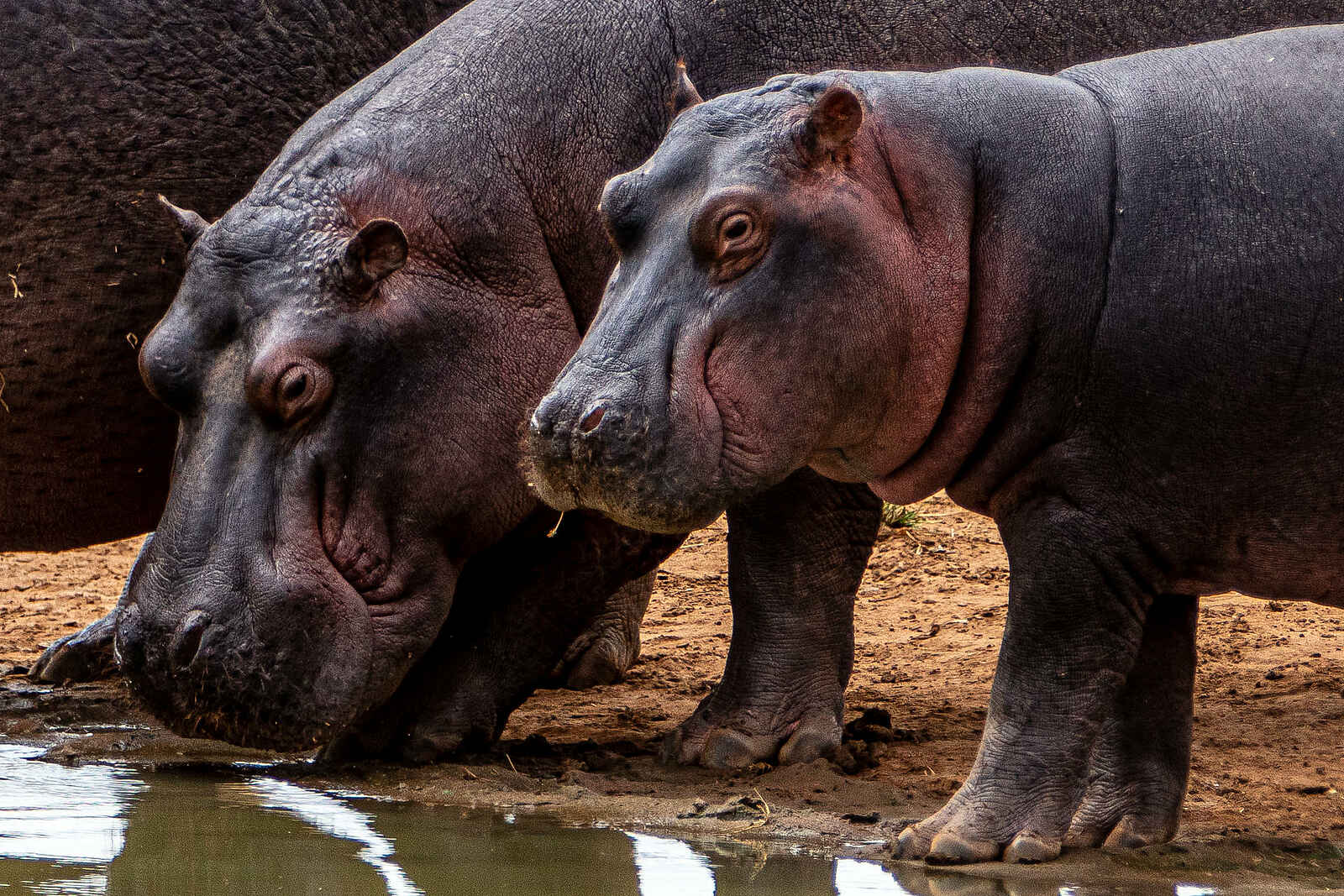 Campi ya Kanzi Lodge: Nilpferde Campi ya Kanzi Lodge: Nilpferde