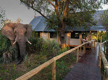 Chitabe Lediba: Ein Elefant mitten im Camp