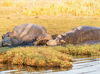 Chobe Water Villas: Nilpferde