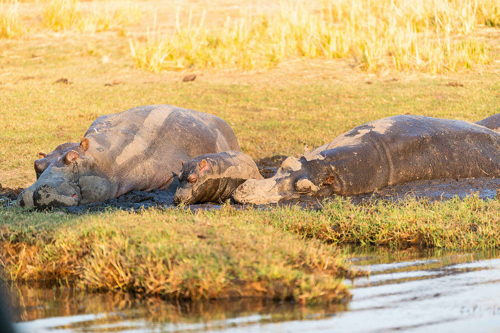 Chobe Water Villas: Nilpferde Chobe Water Villas: Nilpferde