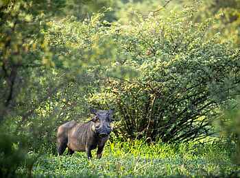 Evolve Back Gham Dhao Lodge: Warzenschwein