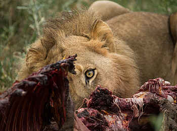 Gomoti Plains Camp: Löwe mit Beute