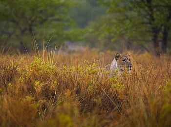 Grootberg Lodge: Auf Pirsch