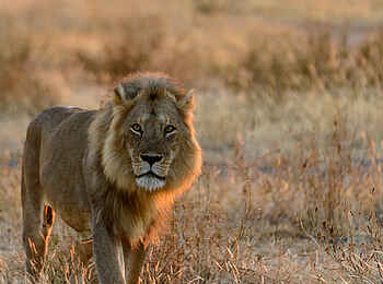 Jabali Ridge Camp: Ein majestätischer Jäger Jabali Ridge Camp: Ein majestätischer Jäger