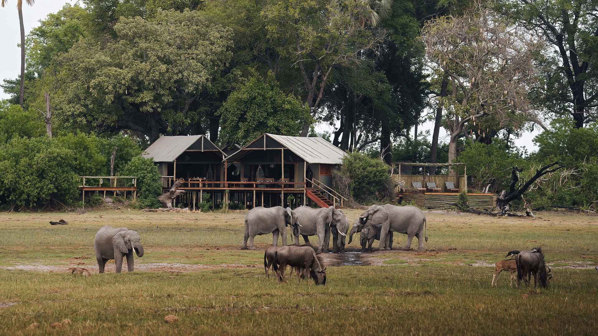 Mokolwane Camp: Elefanten und Gnus vor dem Camp Mokolwane Camp: Elefanten und Gnus vor dem Camp