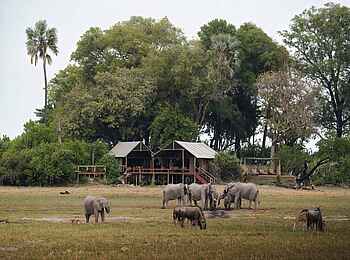 Mokolwane Camp: Elefanten und Gnus vor dem Camp