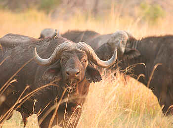 Pom Pom Camp: Büffel Pom Pom Camp: Büffel