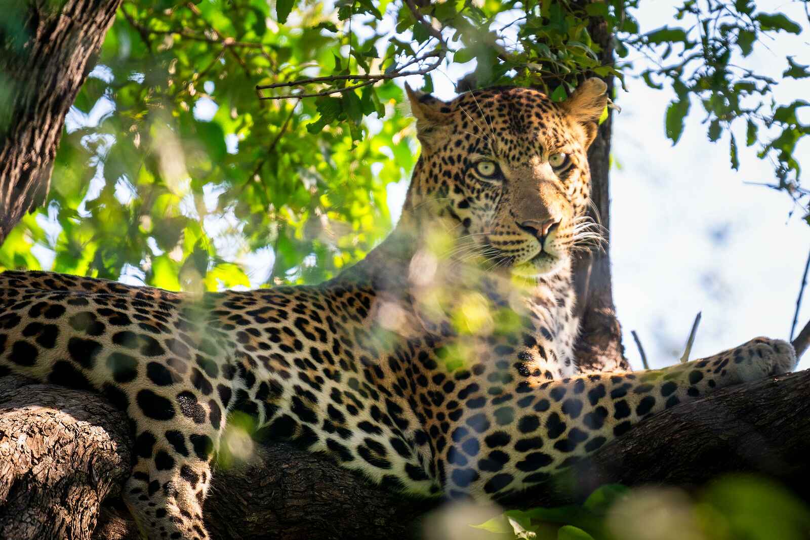Saguni Safari Lodge: Leopard Saguni Safari Lodge: Leopard