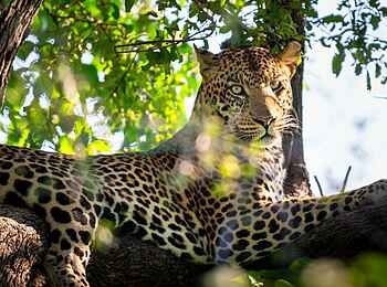 Saguni Safari Lodge: Leopard Saguni Safari Lodge: Leopard