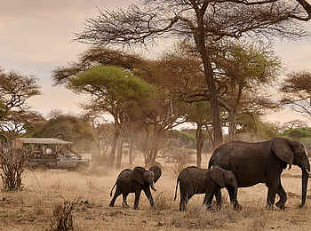 Sanctuary Swala: Elefanten auf Pirschfahrt