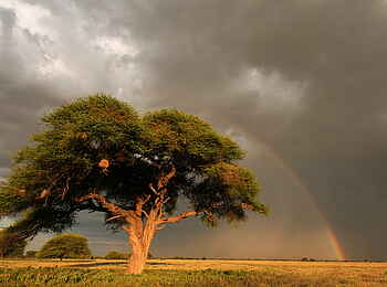Tau Pan Camp: Regenbogen