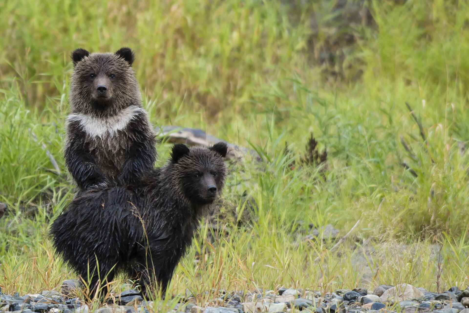Tweedsmuir Park Lodge: Aufmerksame Grizzlys Tweedsmuir Park Lodge: Aufmerksame Grizzlys