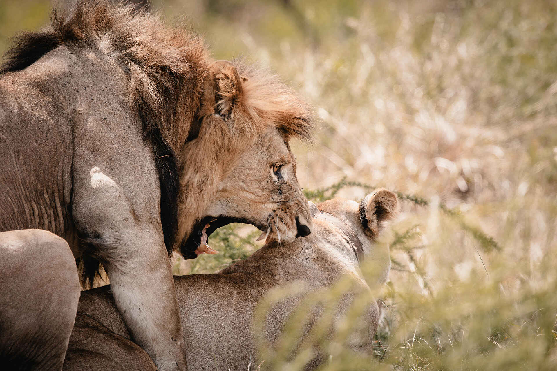 Wilderness Magashi Peninsula: Löwen bei der Paarung