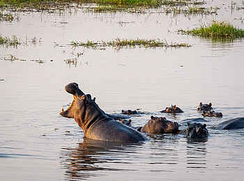 Wilderness Mokete Camp: Nilpferde