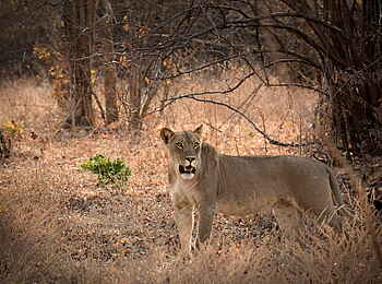 Kanga Expeditions: Löwin