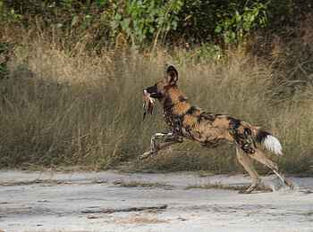 Kanga Expeditions: Wildhund mit Fleischfetzen