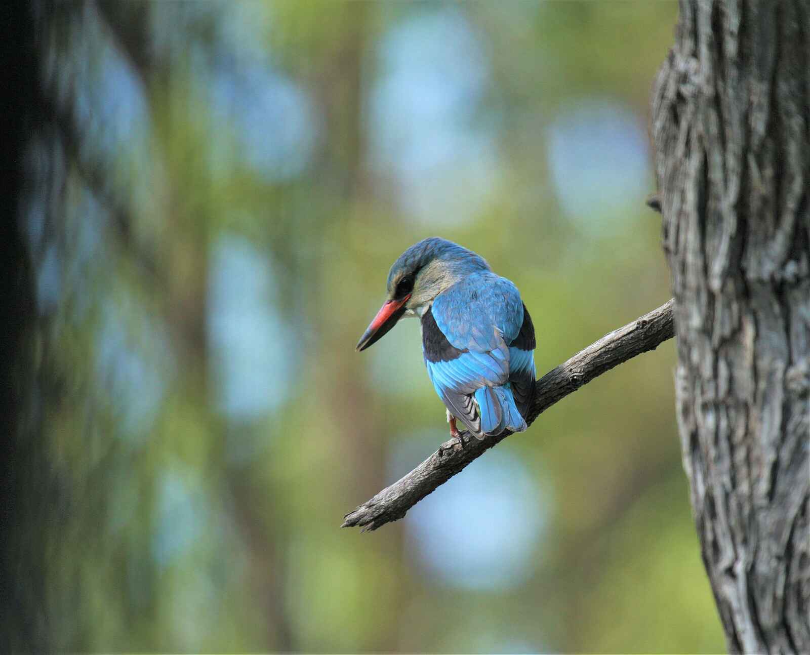 Kanga Expeditions: Woodland Kingfisher Kanga Expeditions: Woodland Kingfisher