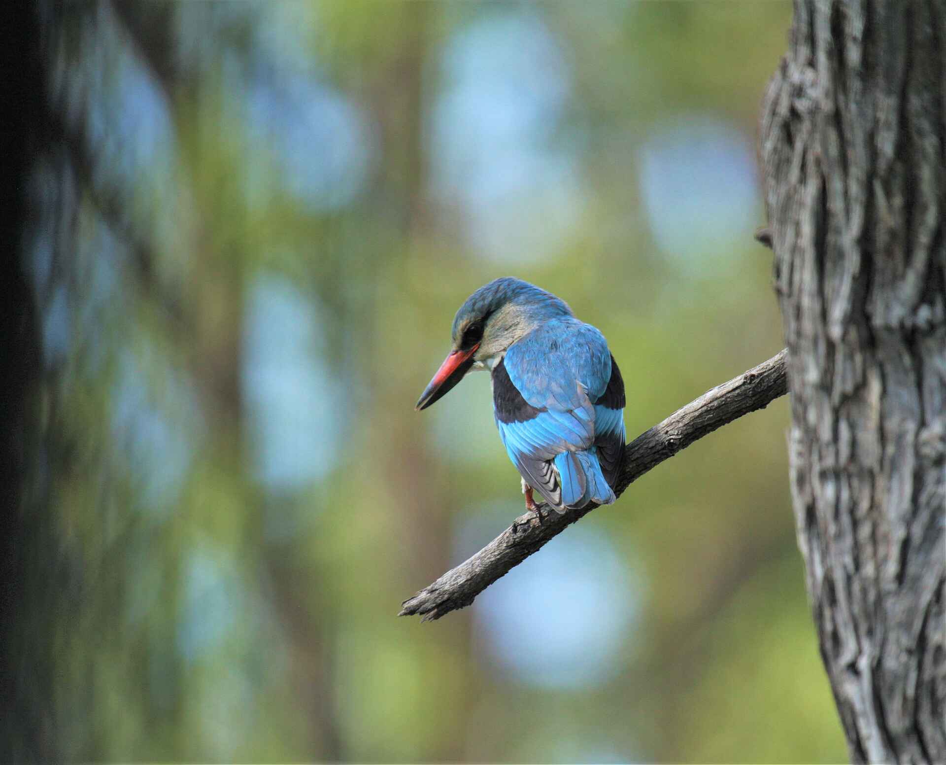 Kanga Expeditions: Woodland Kingfisher