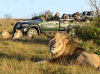 Kariega Settlers Drift Lodge: Safari Fahrzeug mit Löwe