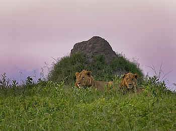 Linyanti Expeditions: Löwen vor einem Termitenbau Linyanti Expeditions: Löwen vor einem Termitenbau