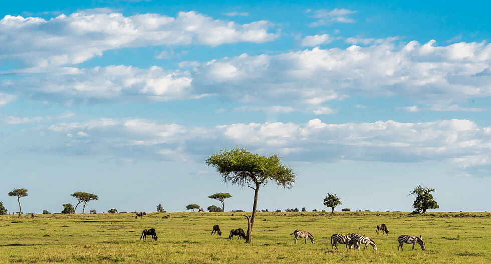 Afrika, Camp, Kenia, Lemek Conservancy, losokwan, Losokwan Camp, Luxuscamp, Masai Mara, Massai Mara, safari, Safari Camp, Savanne, Afrikarma, Afrikarma Safaris, Afrikarma Safaris - Wildnis. Hautnah., afrikarma.de, Gichohi Mwaniki und Oaitse Thuto