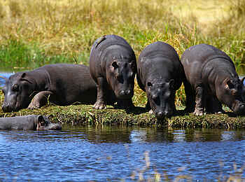 Kanga Expeditions: Nilpferde