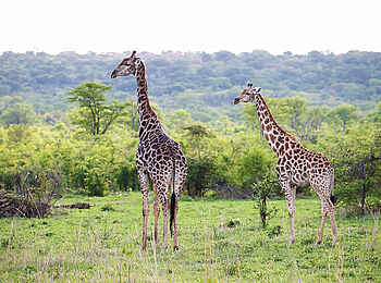 Matetsi Victoria Falls: Giraffen Matetsi Victoria Falls: Giraffen