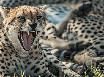 Ol Seki Hemingways Mara: Ein junger, gähnender Gepard