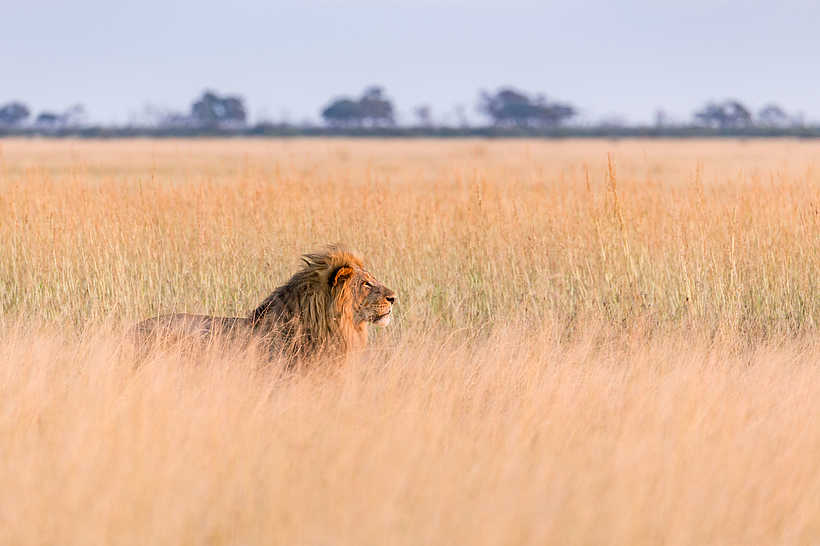 The Botswana Adventurer: Ein Löwe in majestätischer Pose The Botswana Adventurer: Ein Löwe in majestätischer Pose