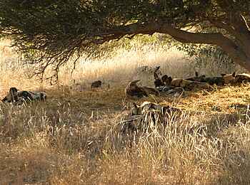 Tuli Safari Lodge Mashatu: Wildhunde machen Siesta