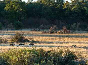 Verney's Camp: Afrikanische Wildhunde