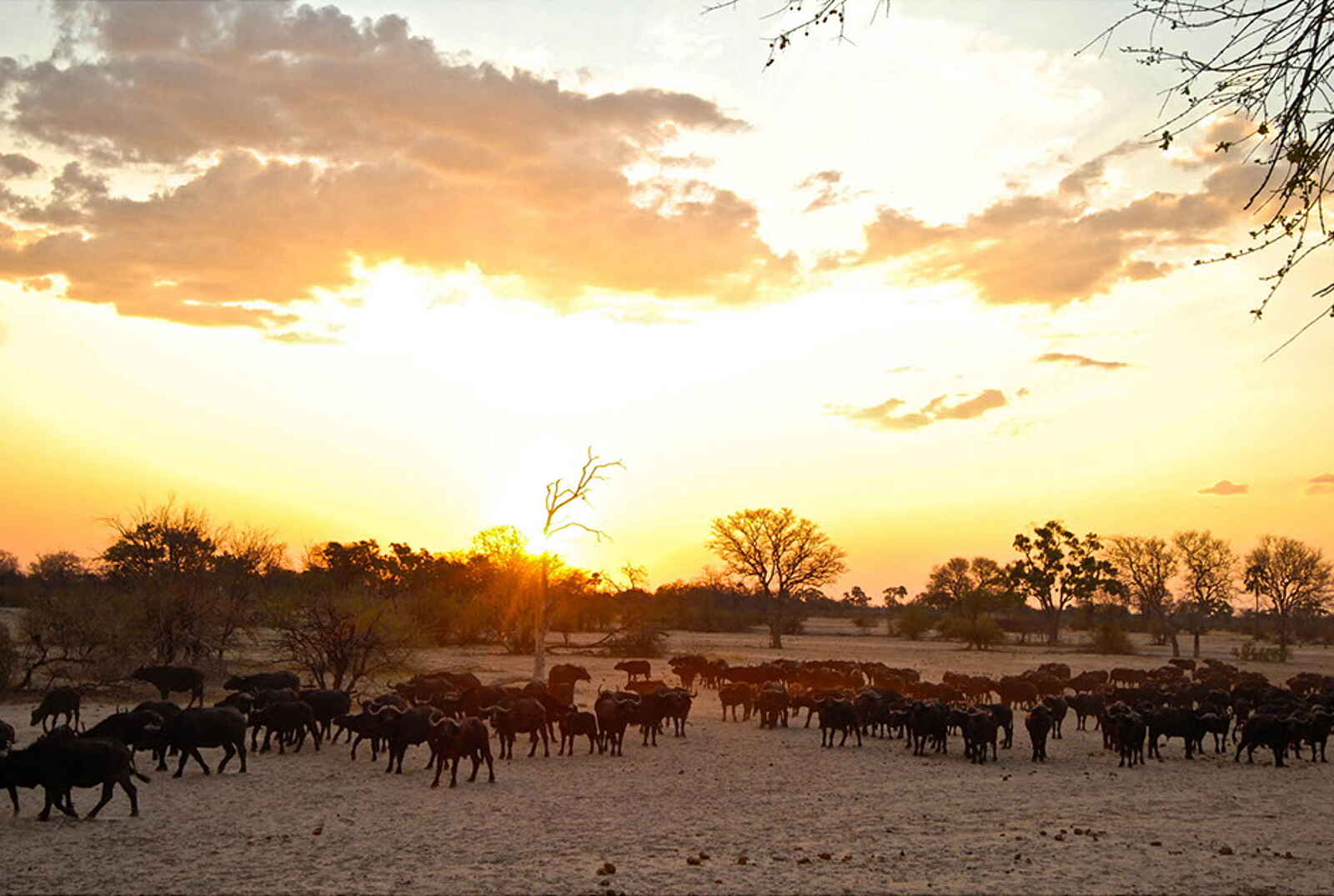 Camelthorn Lodge: Büffelherde Camelthorn Lodge: Büffelherde