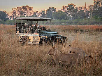 Chitabe Lediba Camp: Game Drive