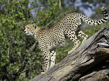 Duma Tau Camp: Gepard
