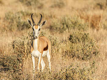 Etosha Oberland Lodge: Ein einzelner Springbock Etosha Oberland Lodge: Ein einzelner Springbock