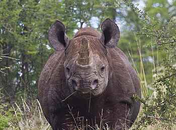 Etosha: Schwergewicht