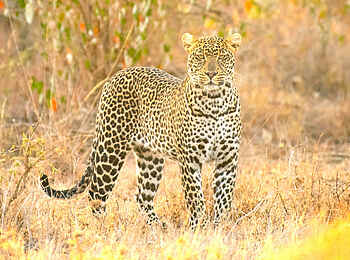 Governors' Mugie: Leopard Governors' Mugie: Leopard