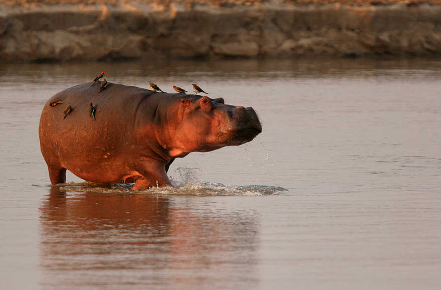 Kaingo Hippo Hide: Oxpecker beim Nilpferdritt Kaingo Hippo Hide: Oxpecker beim Nilpferdritt