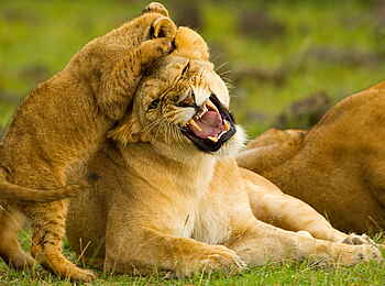 Karen Blixen Camp: Angriff auf die Mutter Karen Blixen Camp: Angriff auf die Mutter