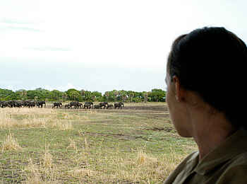 Katuma Bush Lodge: Die Sichtung einer Elefantenherde im Busch
