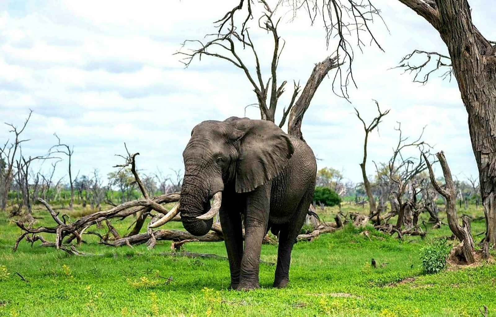 Khwai Expeditions Camp: Elefant Khwai Expeditions Camp: Elefant