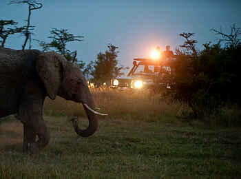 Kicheche Laikipia Camp: Nachtpirschfahrt