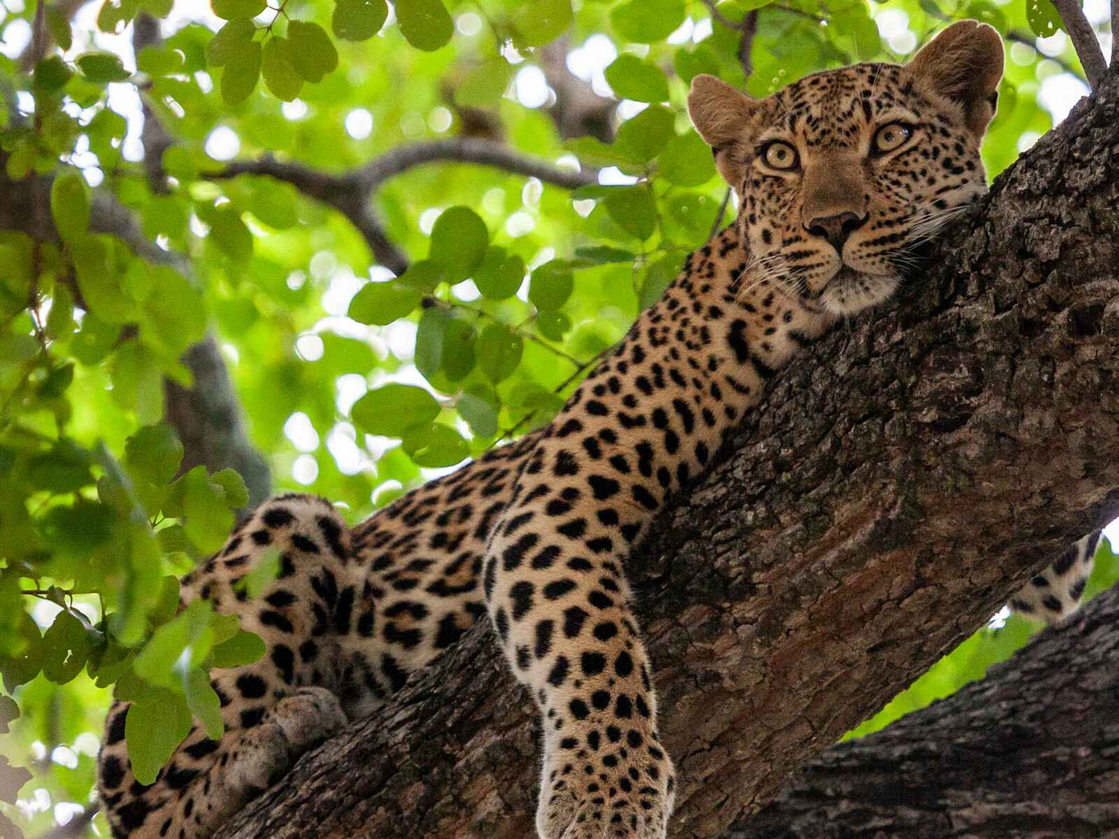 Leopard Hills: Leopard im Baum Leopard Hills: Leopard im Baum