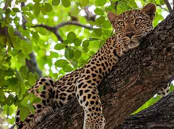 Leopard Hills: Leopard im Baum