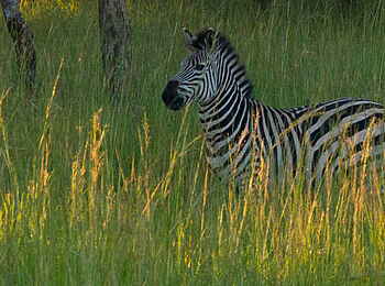 Lilayi: Zebra Lilayi: Zebra